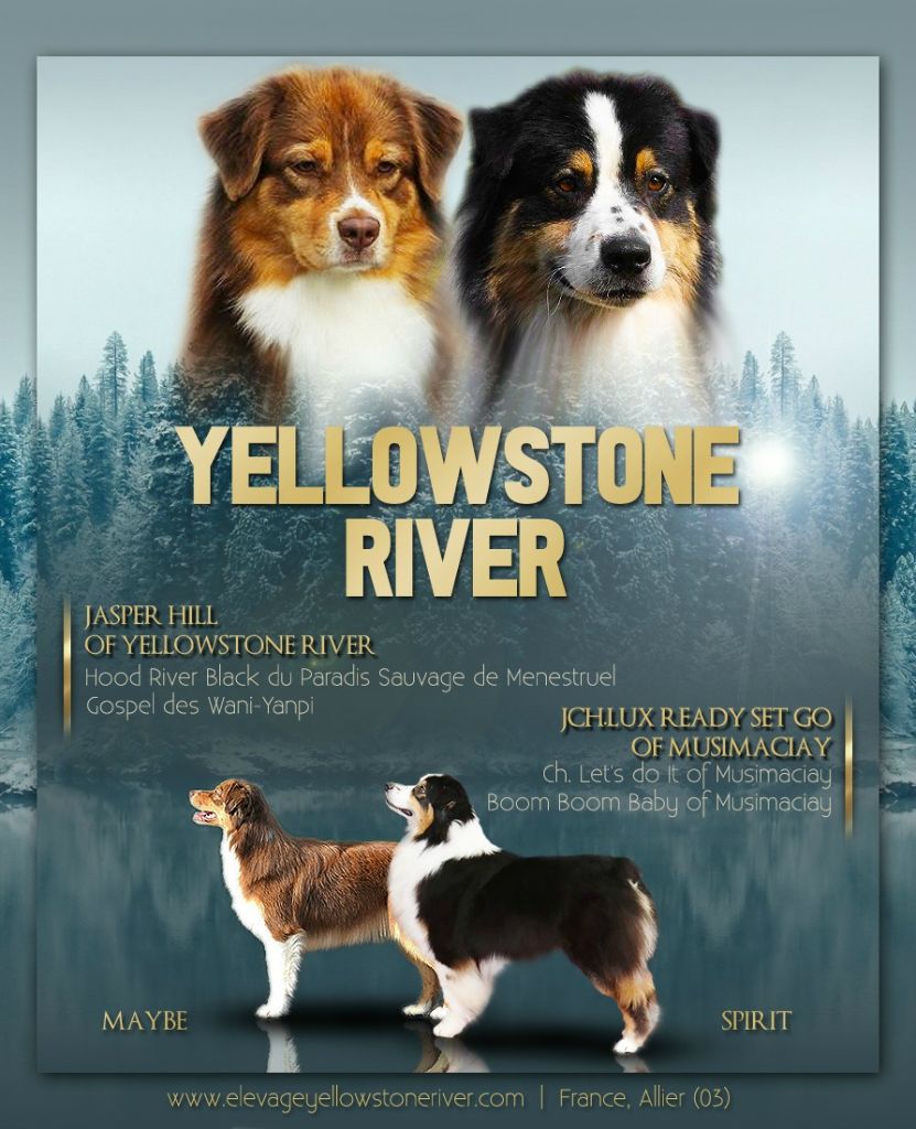 Of Yellowstone River - Berger Australien - Portée née le 14/02/2019