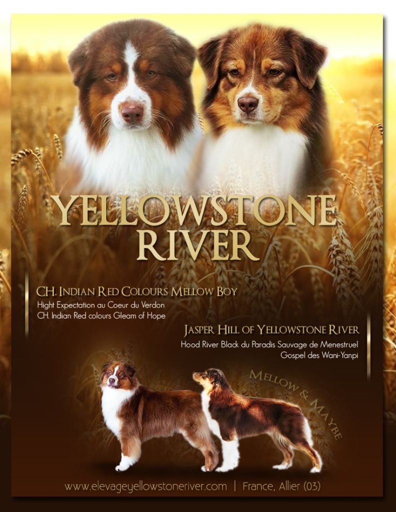 chiot Berger Australien Of Yellowstone River