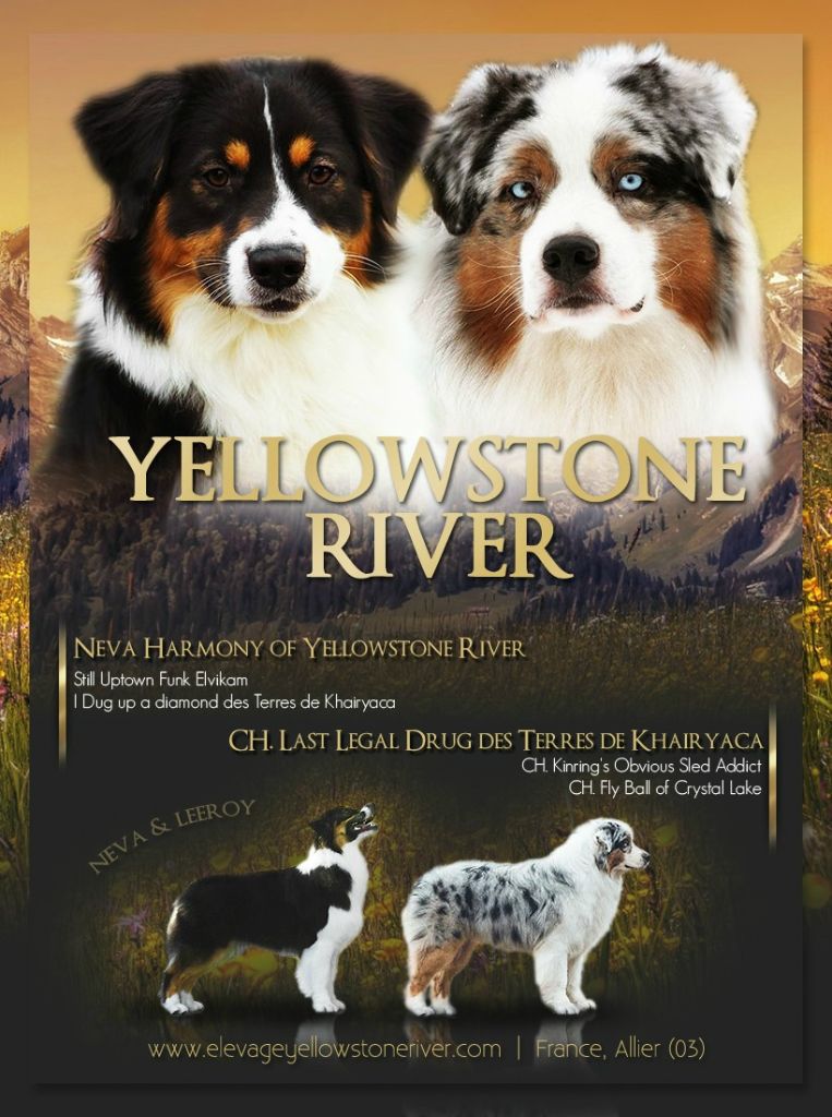 Of Yellowstone River - Berger Australien - Portée née le 05/07/2019