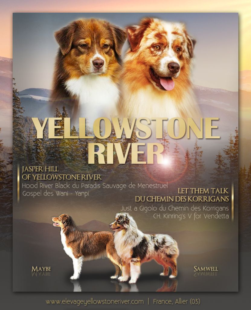 Of Yellowstone River - Berger Australien - Portée née le 06/01/2018