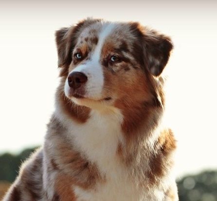 Hollister du Pays aux Longs Hivers